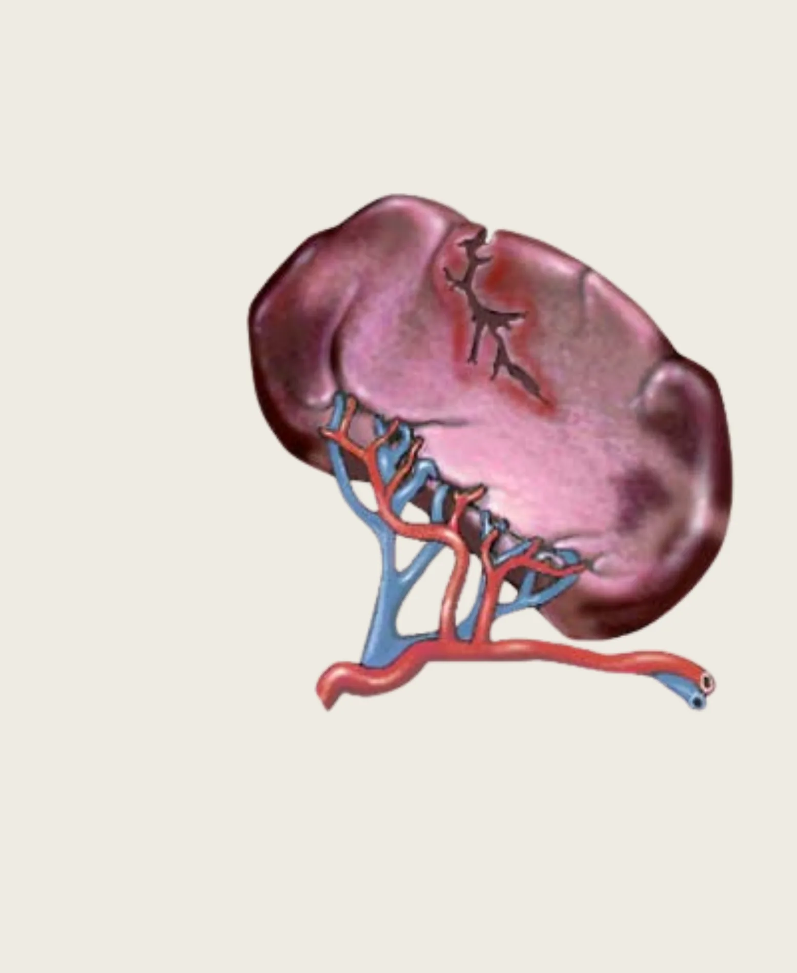 Dr. Neel Patel - Spleen care at Niraaya Hospital Gandhinagar